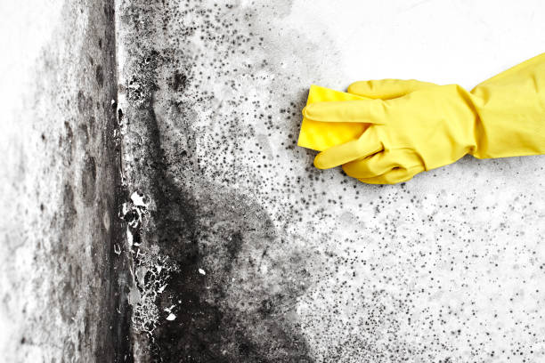 Best Mold Testing  in Chevy Chase, MD