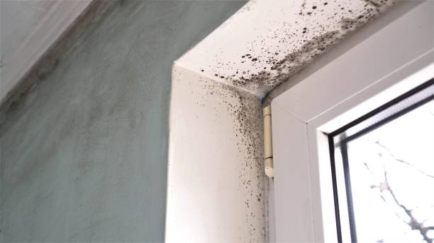 Best Best Mold Removal Companies  in Chevy Chase, MD