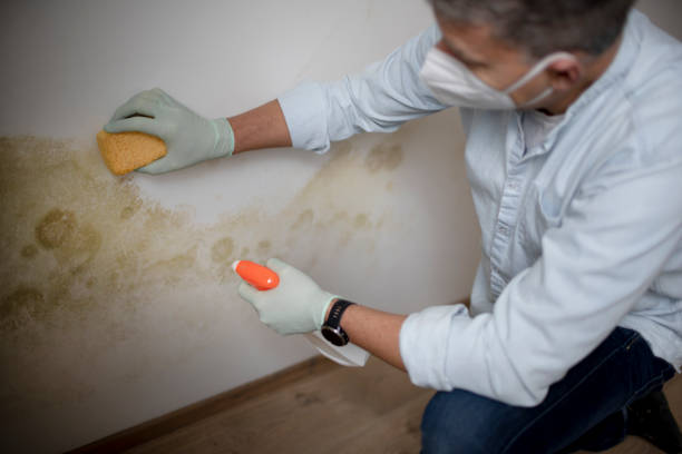 Best Certified Mold Removal  in Chevy Chase, MD
