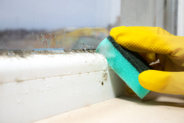 Best Emergency Mold Removal  in Chevy Chase, MD