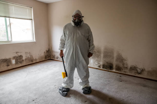 Best Office Mold Removal Services  in Chevy Chase, MD