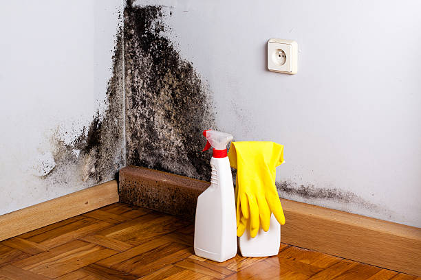 Reliable Chevy Chase, MD Mold Removal Solutions