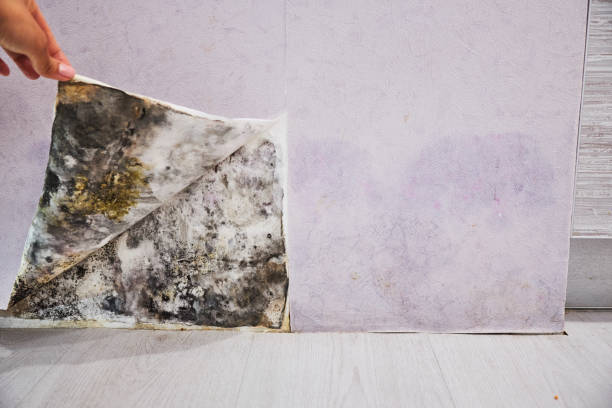 Best Attic Mold Removal  in Chevy Chase, MD